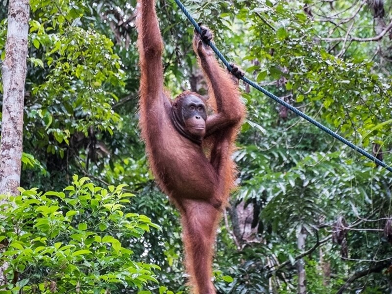 Heart 2 Heart with Orang Utan